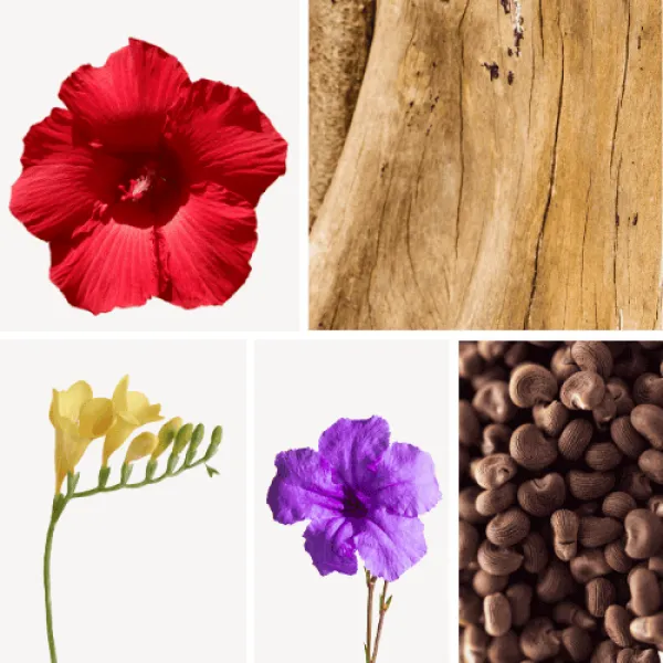 Duftnoten: Hibiskus, Sandelholz, Freesie, Veilchen, Ambrettesamen Duftnoten: Hibiskus, Sandelholz, Freesie, Veilchen, Ambrettesamen